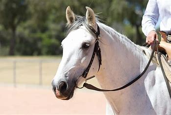 cheval